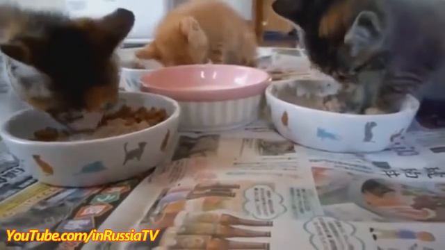 Смешные кошки :) Часть 94 сони)) смотреть онлайн