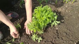 КАК РАЗМНОЖИТЬ ДЕЛЬФИНИУМ БЫСТРО И ПРОСТО ?!