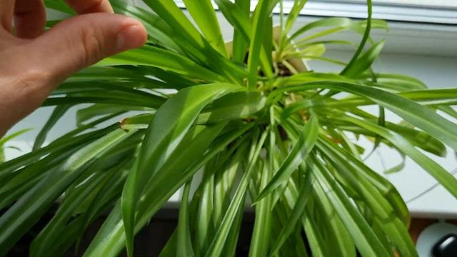 ХЛОРОФИТУМ НАЧНЁТ РАСТИ - Попробуйте этот способ! Как ускорить рост хлорофитума!