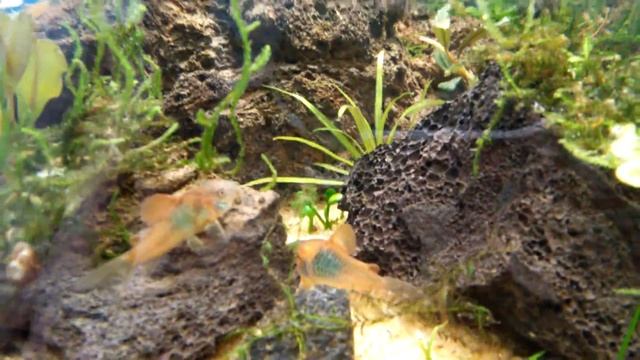 Сомики кушают малинку смотреть онлайн