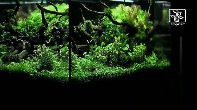 Декор 180 литрового аквариума смотреть онлайн