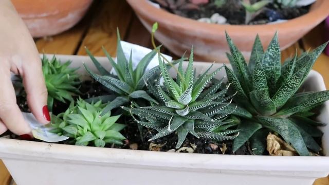 Suculentas De Sombra - /Grazi Bittencourt