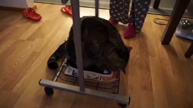 Кот и зеркало; Cat And Mirror