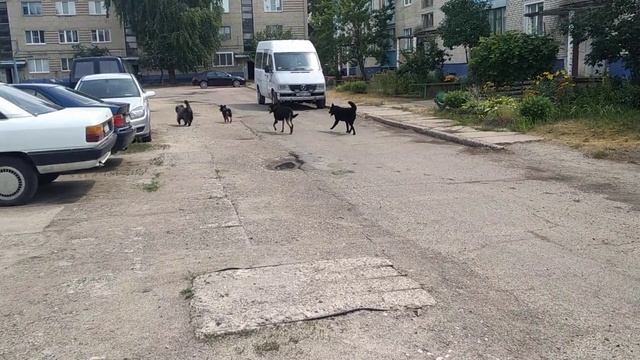 Бродячие собаки, как с этим бороться? смотреть онлайн