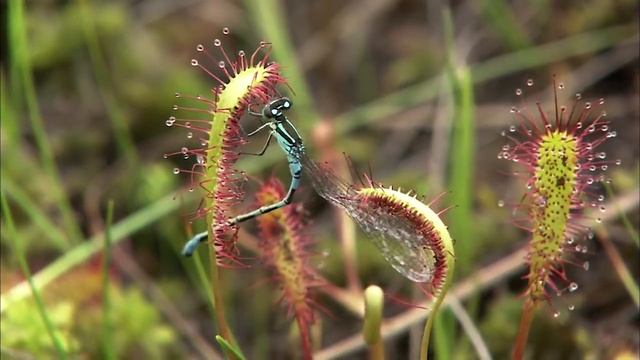 True Facts : Carnivorous Plants