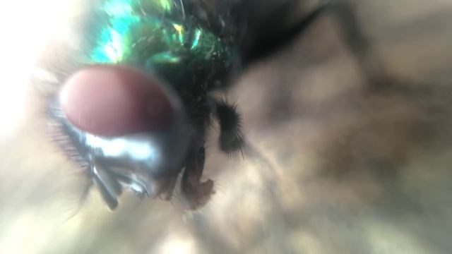 Микроскоп из телефона своими руками смотреть онлайн