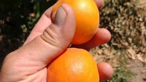 Абрикос Курезия. Apricot Kuresia. Первые плоды. Очень хороший, сладкий сорт. Отзыв от Макси Сад