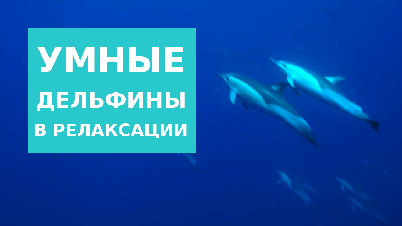 Дельфины в релаксации смотреть онлайн