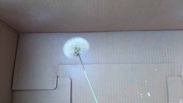 Проверяю способ как покрасить одуванчики и сохранить их смотреть онлайн