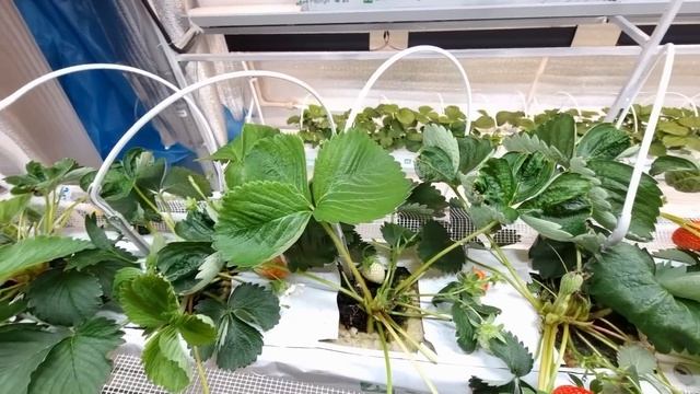 КЛЕРИ \ СЕНСАЦИЯ \ ФУРОР - СОРТА КЛУБНИКИ В МОЕЙ ЛАБОРАТОРИИ смотреть онлайн