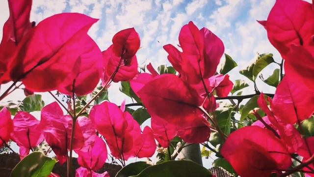 Bougainvillea Crimson Red Cinematic Video