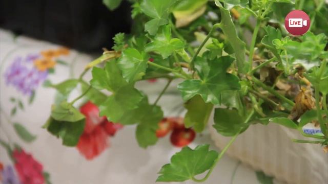 Ответы на вопросы/ Сад и огород 169 вып смотреть онлайн