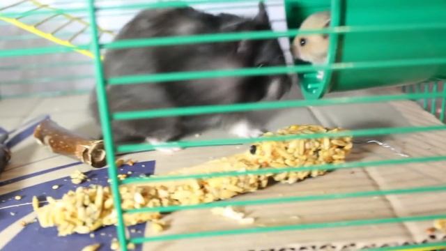 Смешной хомяк Чернуха. Щёки скоро лопнут) смотреть онлайн