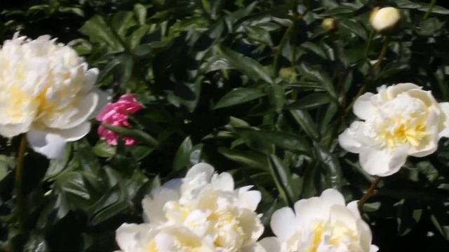 Bridal Shower | R2 Flowers | Peonies смотреть онлайн