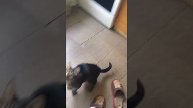 Кот Трузик просит кушать и машет лапками смотреть онлайн