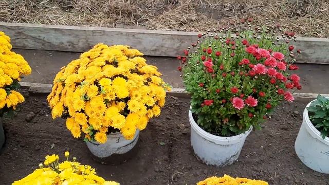 ХРИЗАНТЕМЫ МУЛЬТИФЛОРА В СИБИРИ. смотреть онлайн