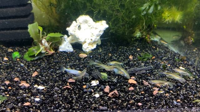 Данио-рерио леопардовый вуалевый / Danio rerio sp. #Daniorerio #даниолеопард смотреть онлайн
