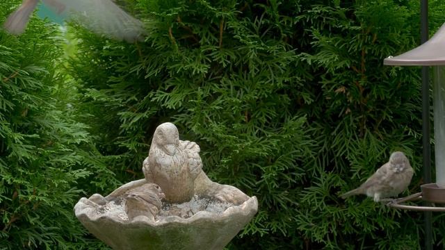 Cat TV for cats to watch??Beautiful garden birds and pigeons ? 8 hours(4K HDR) смотреть онлайн