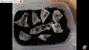 ?Чабрец  или Тимьян.   Посев  и выращивание