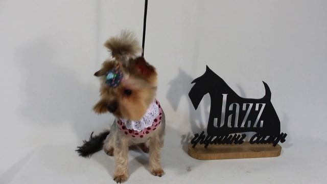 Стрижка йоркширского терьера в Одессе груминг салон Jazz смотреть онлайн
