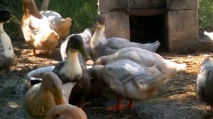 Утка голубой фаворит / 1 месяц и 3 недели / Часть 2