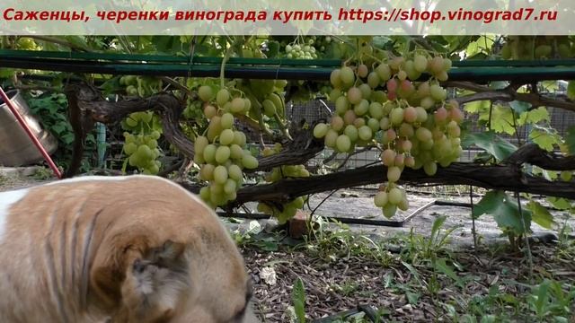25 июля 2023 года, виноград Розалинда, окрашивание, набор сахара, созревание. Пузенко Наталья смотреть онлайн