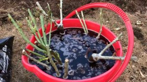 Оформление клумбы. Посадка роз и цельнолистных клематисов.