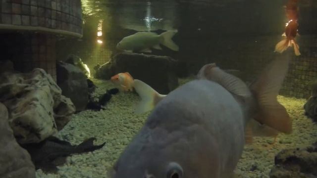 GitUP Git 2 Underwater in full HD (30 fps) смотреть онлайн