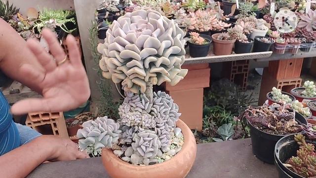 SUCULENTA COLORIDA QUE BROTA MUITO: ECHEVERIA CUBIC FROST/SAIBA CULTIVAR смотреть онлайн