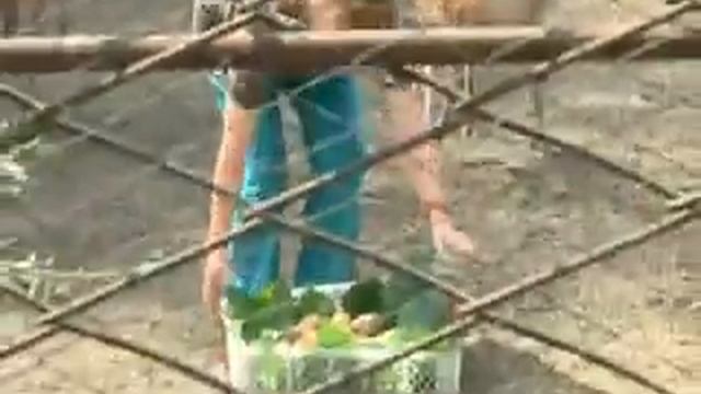 Сотрудники зоопарка приготовили для оленей праздничное угощение смотреть онлайн