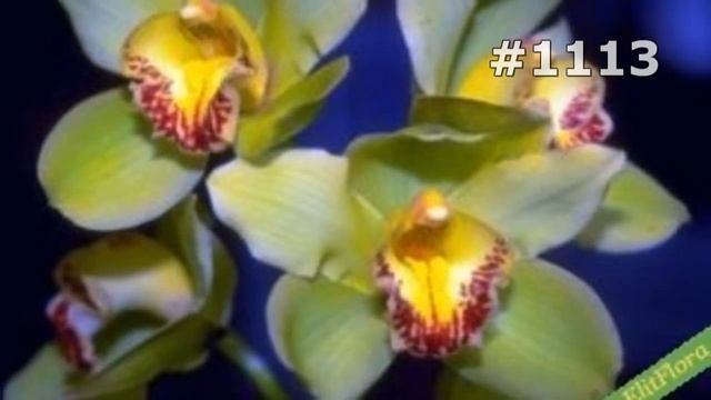 #1113. Букеты - самые лучшие цветы смотреть онлайн