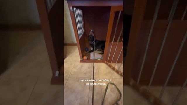 Щенок грызет мебель, что делать| клетка для собаки #доберманы #собаки #щенки #doberman смотреть онлайн