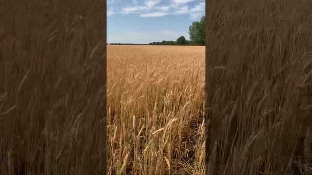 Силантий - засухоустойчивая пшеница для степи смотреть онлайн