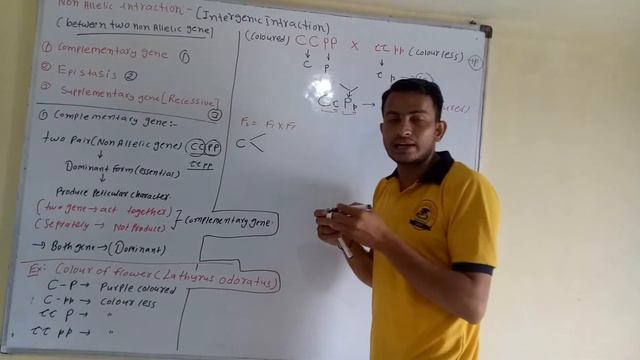 Complementary Gene | nonallelic interaction | Colour of flowers in Lathyrus odoratus смотреть онлайн