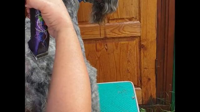 Груминг керри блю терьера для начинающих. Часть 5. Корпус. Хвост. смотреть онлайн