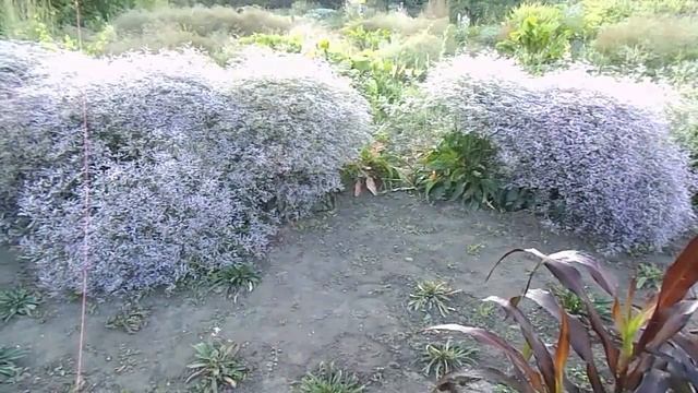 КРАСАВИЦА СТАТИЦА ШИРОКОЛИСТНАЯ. смотреть онлайн
