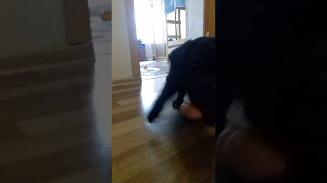 Кане-Корсо кусается