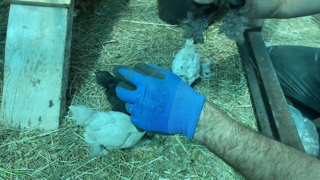 цыплята в возрасте от 30 до 50 дней. как выглядят. смотреть онлайн