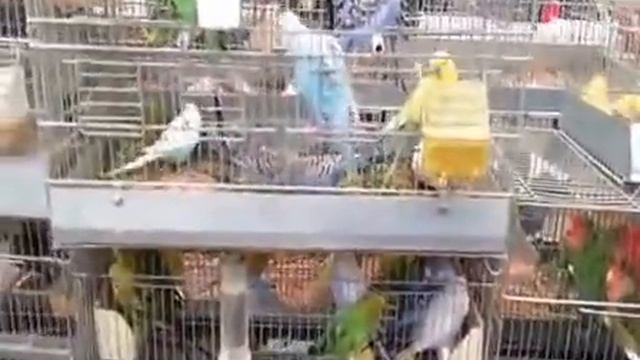 Китайские птицы. смотреть онлайн