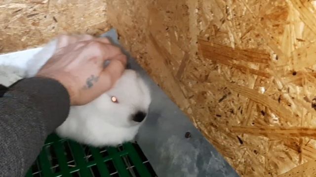 Необычные кролики в хозяйстве,что же с ними делать? Саблезубость у кролика,как излечить.Лучший фарш смотреть онлайн