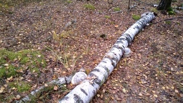 Грибы на березе. смотреть онлайн