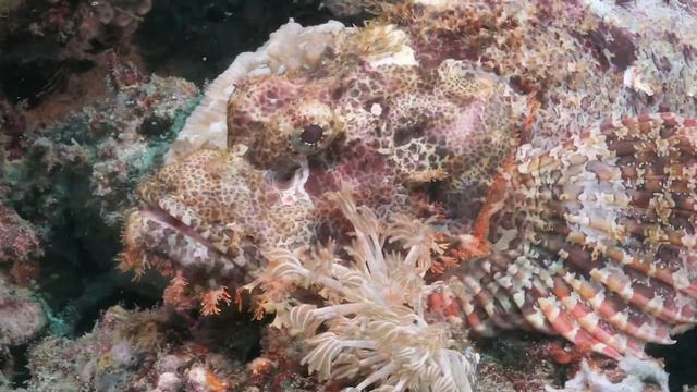 Tasseled Scorpionfish смотреть онлайн