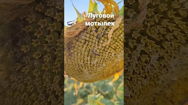 Луговой мотылек, ученица на подсолнечнике 2022