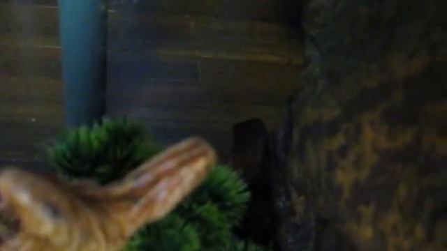 White's Tree Frog Terrarium and Setup смотреть онлайн