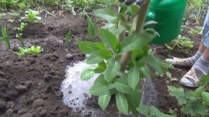 Высаживаем бругмансию в открытый грунт.