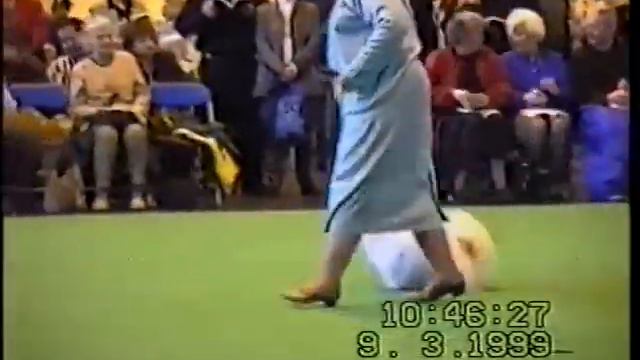 Crufts 2000, Pekingese, Judge:Vandy Williams смотреть онлайн