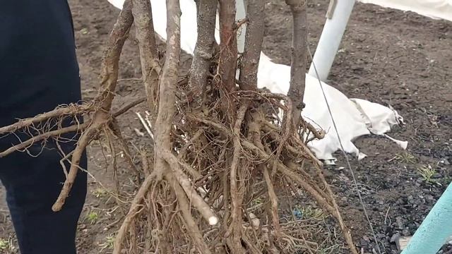 Как выбрать саженцы деревьев для закладки фруктового сада????? смотреть онлайн