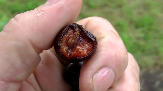 Проверка ягод черешни на "мясо". смотреть онлайн