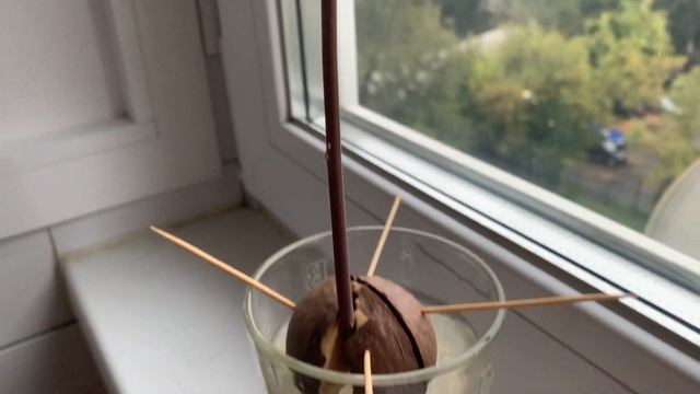 Как вырастить АВОКАДО | Как прорастить авокадо из косточки смотреть онлайн