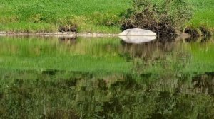 Ловля нахлыстом "на бэкинг". Голавли на жука и просто прекрасная Угра!